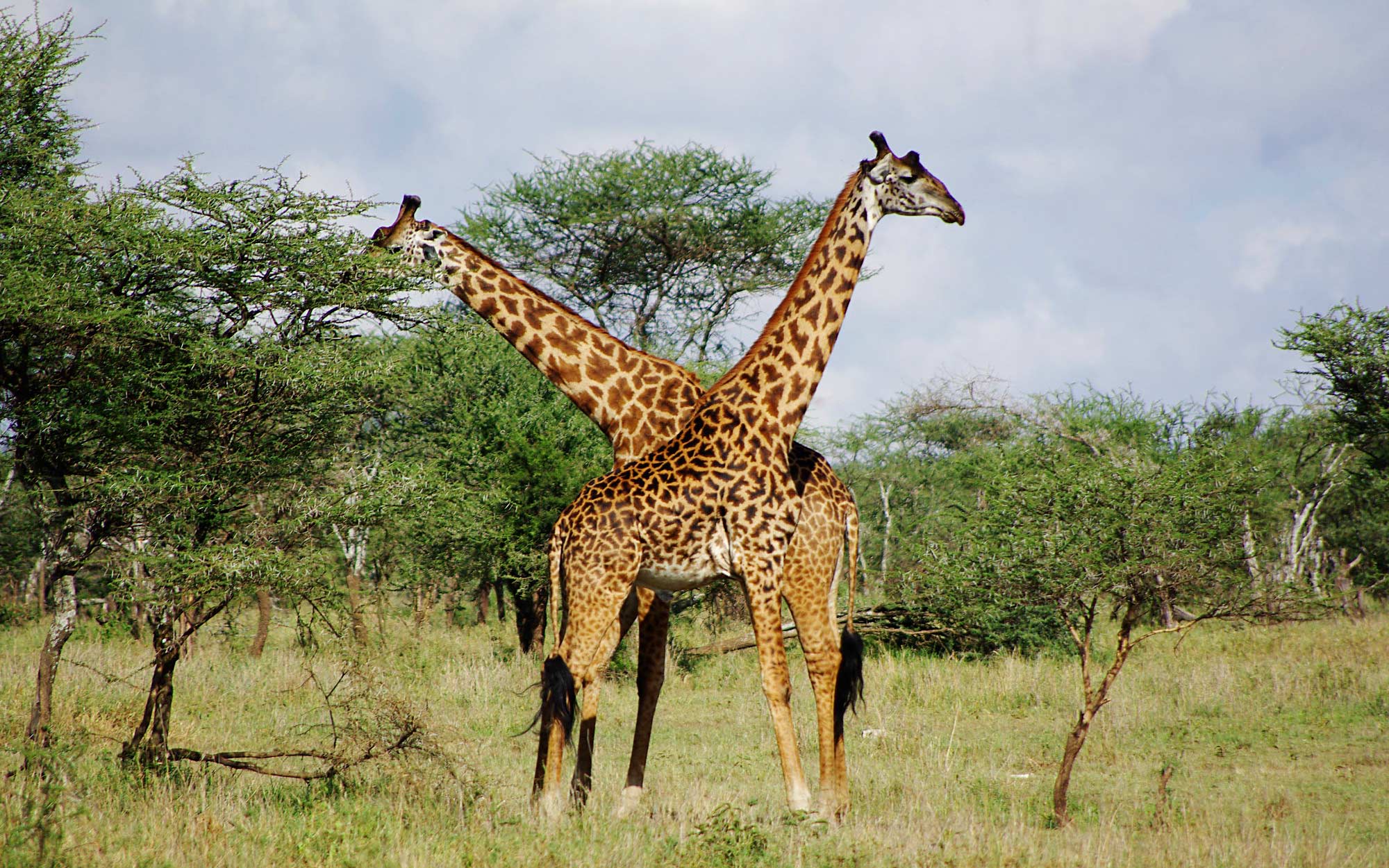 two giraffes on the savannah as seen on a game drive