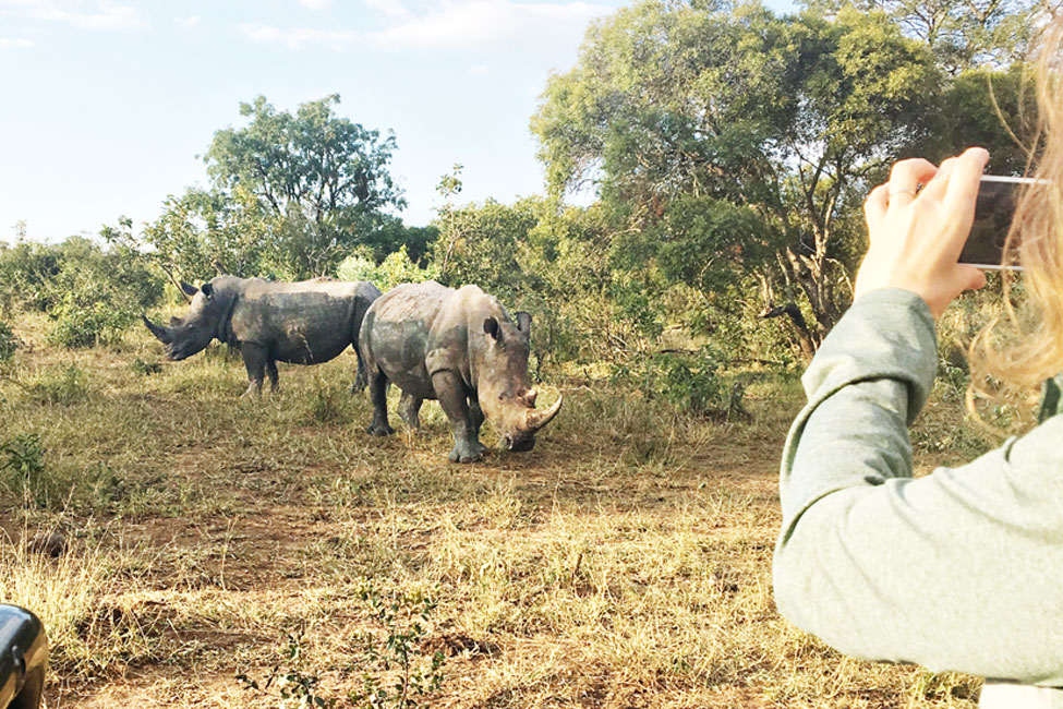 A person uses their phone to take a picture of two rhinos while on a game drive