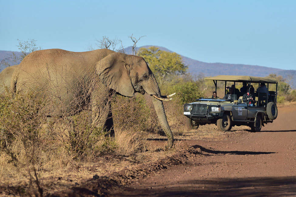 Elephant and Vehicle, African Game Reserve