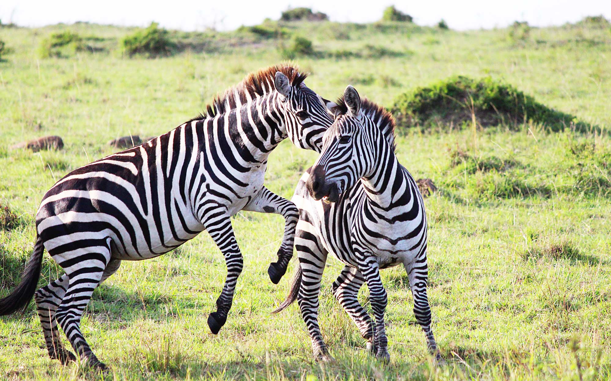 Zebras Playing in the plains, Tanzania