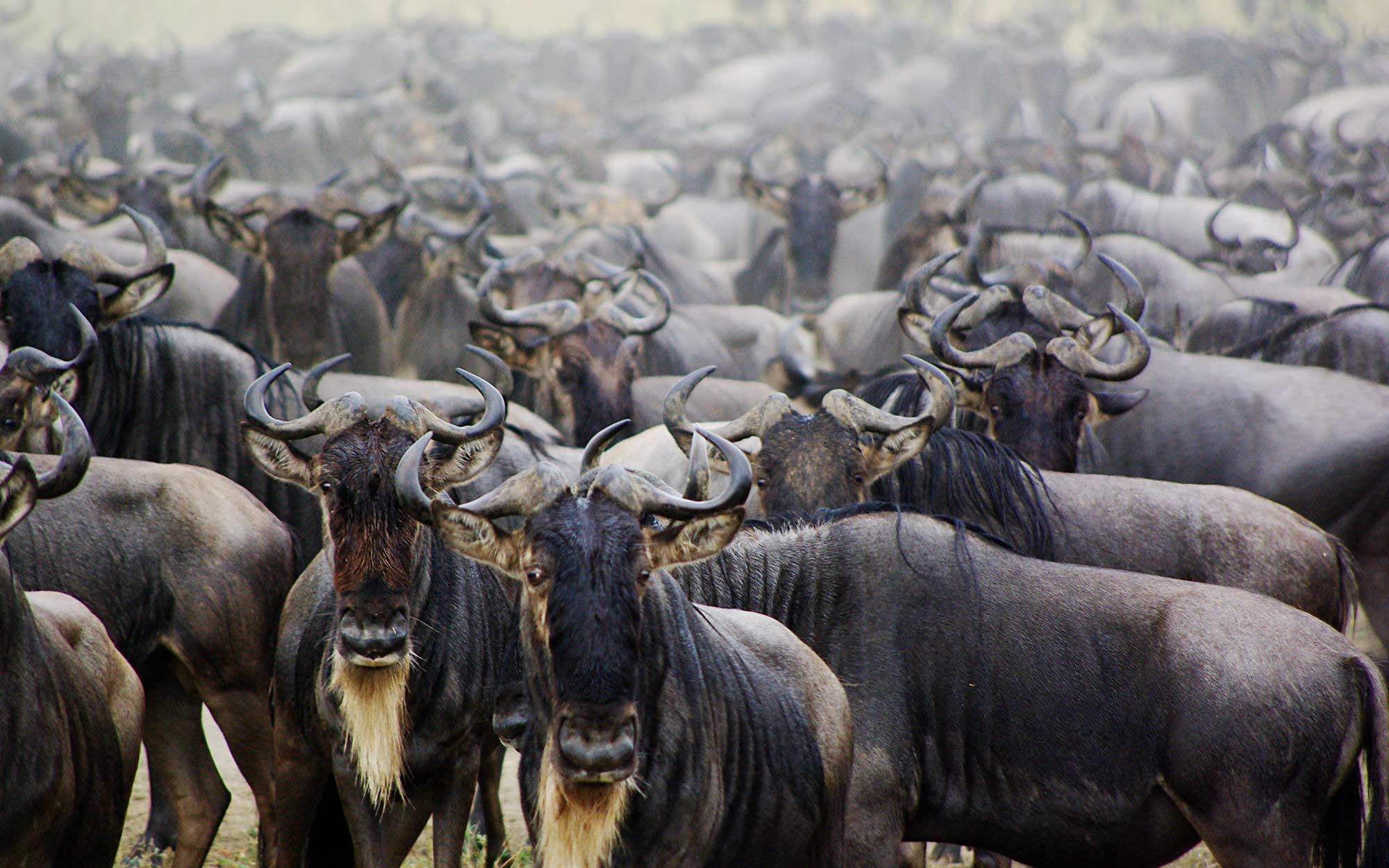 large group of wildebeest during the wildebeest migration in East Africa