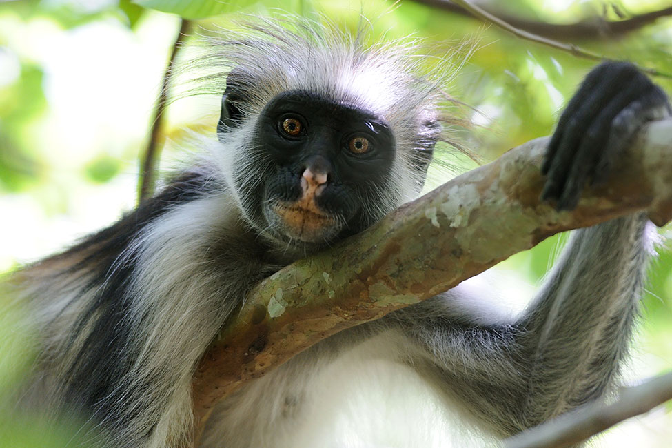 Zanzibar Red Colobus Monkey relaxes on a tree branch