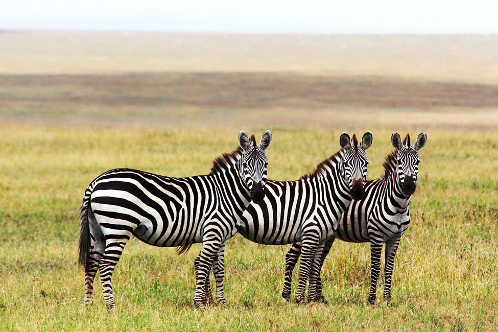 three zebras stand in the Serengeti plains in Tanzania in Africa