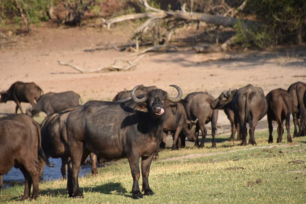 Cape buffalos gather at the river in Serondela in Chobe Park