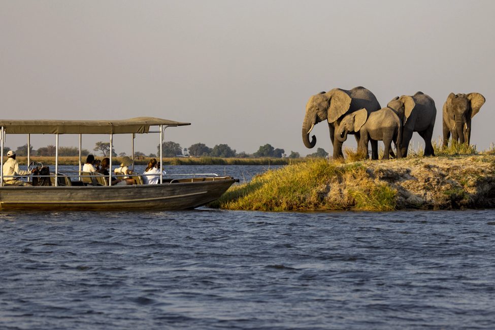 People in a boat look at elephants on the Chobe Riverfront