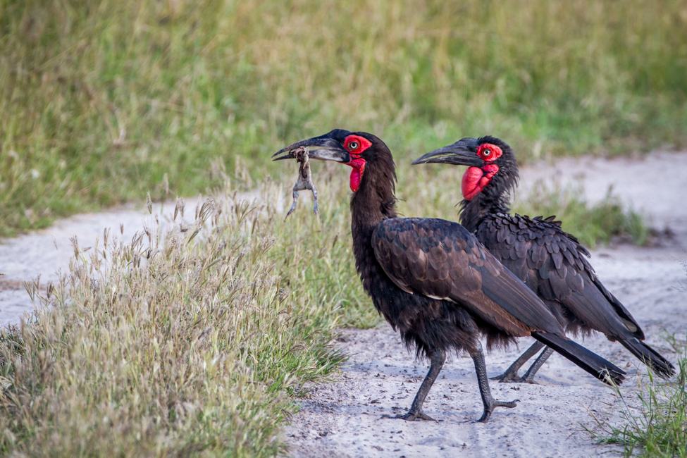 Two Southern ground hornbills in a dirt road and one has a frog in its mouth
