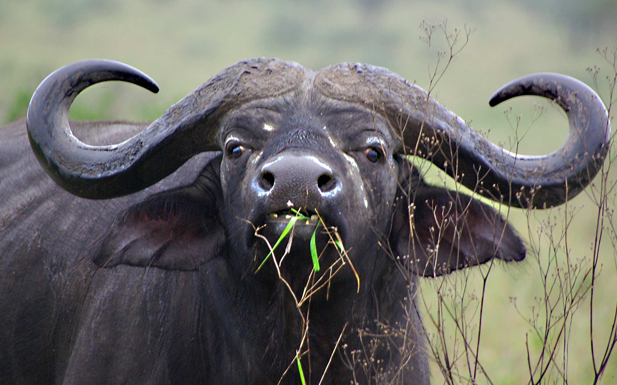 a cape buffalo grazes on grass
