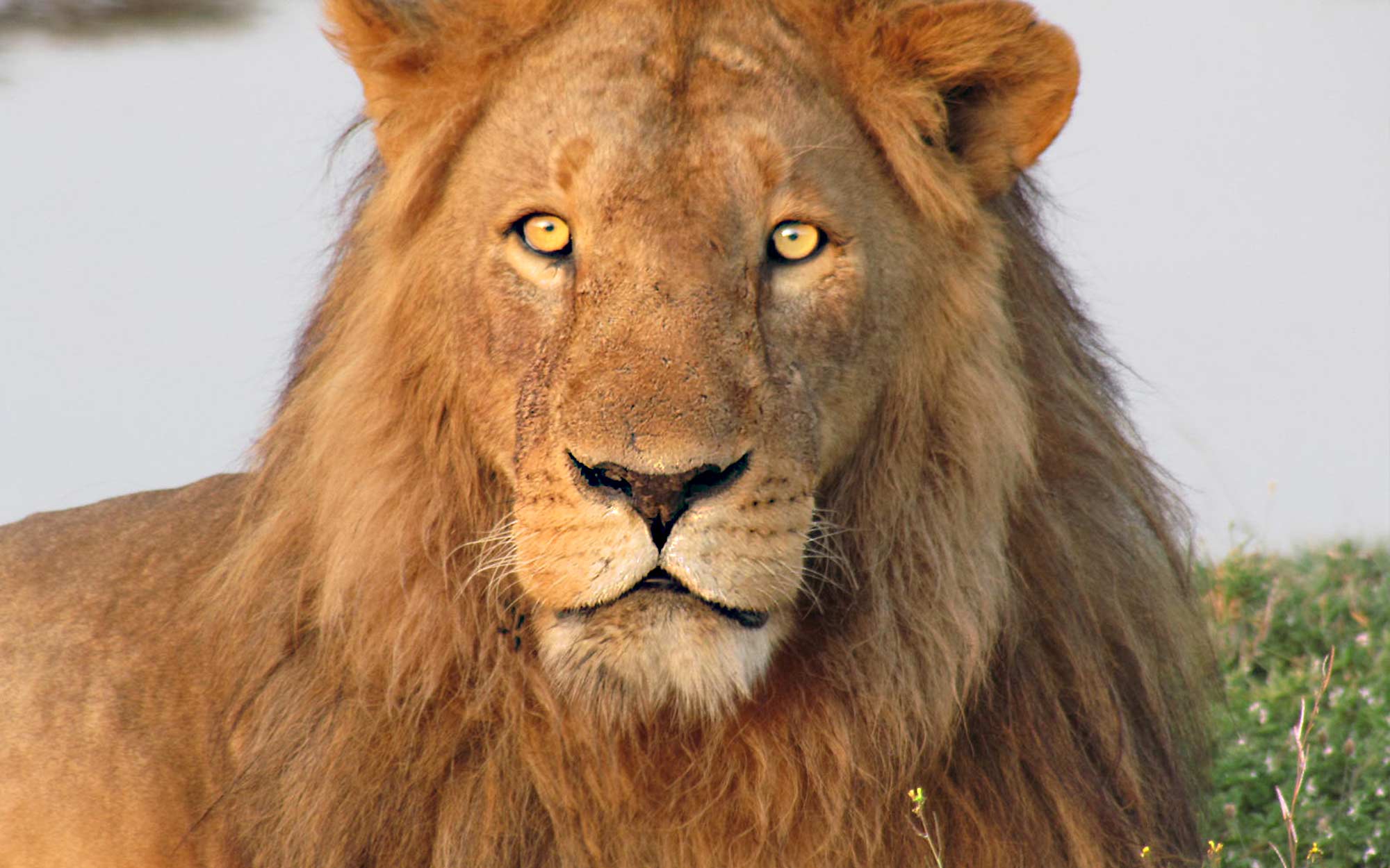 close up of male lion as seen on safari with Ujuzi African Travel