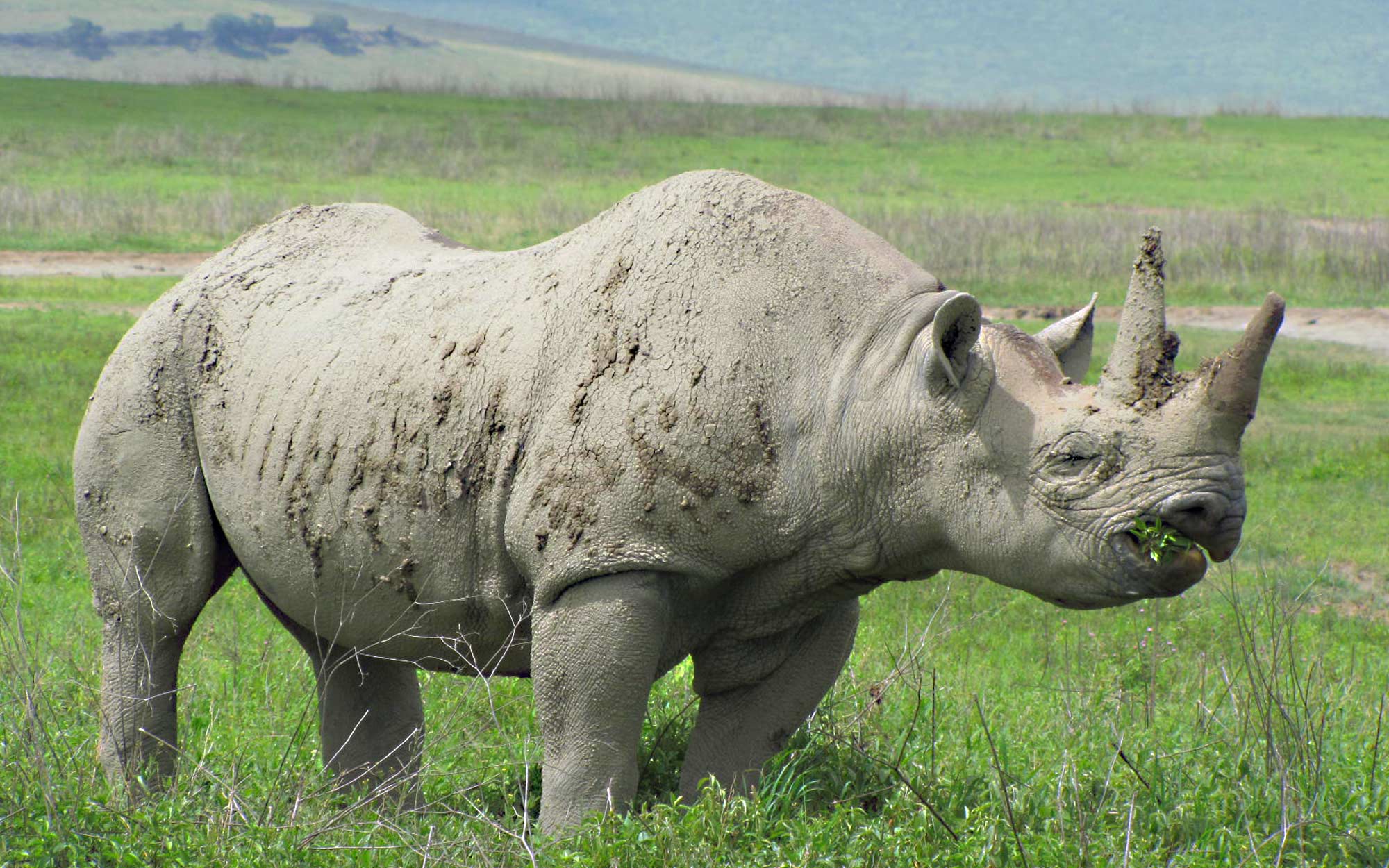 large african rhinoceros