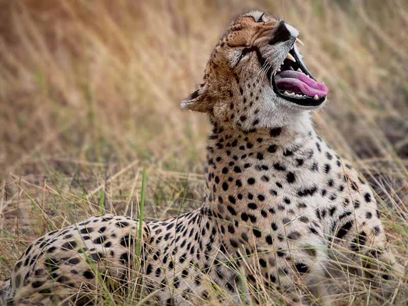 Tanzania Cheetah