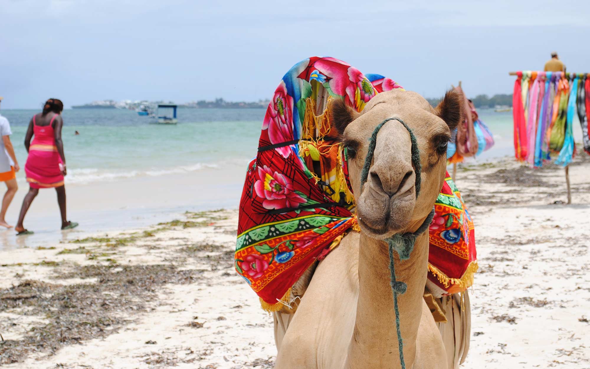 A pack camel with colorful saddle on its hump stands on a beach in Kenya
