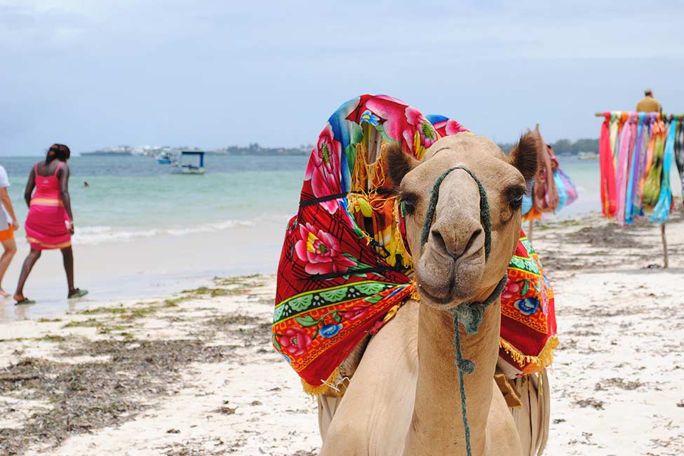 Kenya-Beach-Safari-Camel A pack camel with colorful saddle on its hump stands on a beach in Kenya