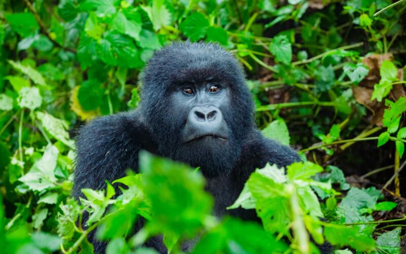 Your Complete Guide to Mountain Gorilla Trekking | Ujuzi African Travel