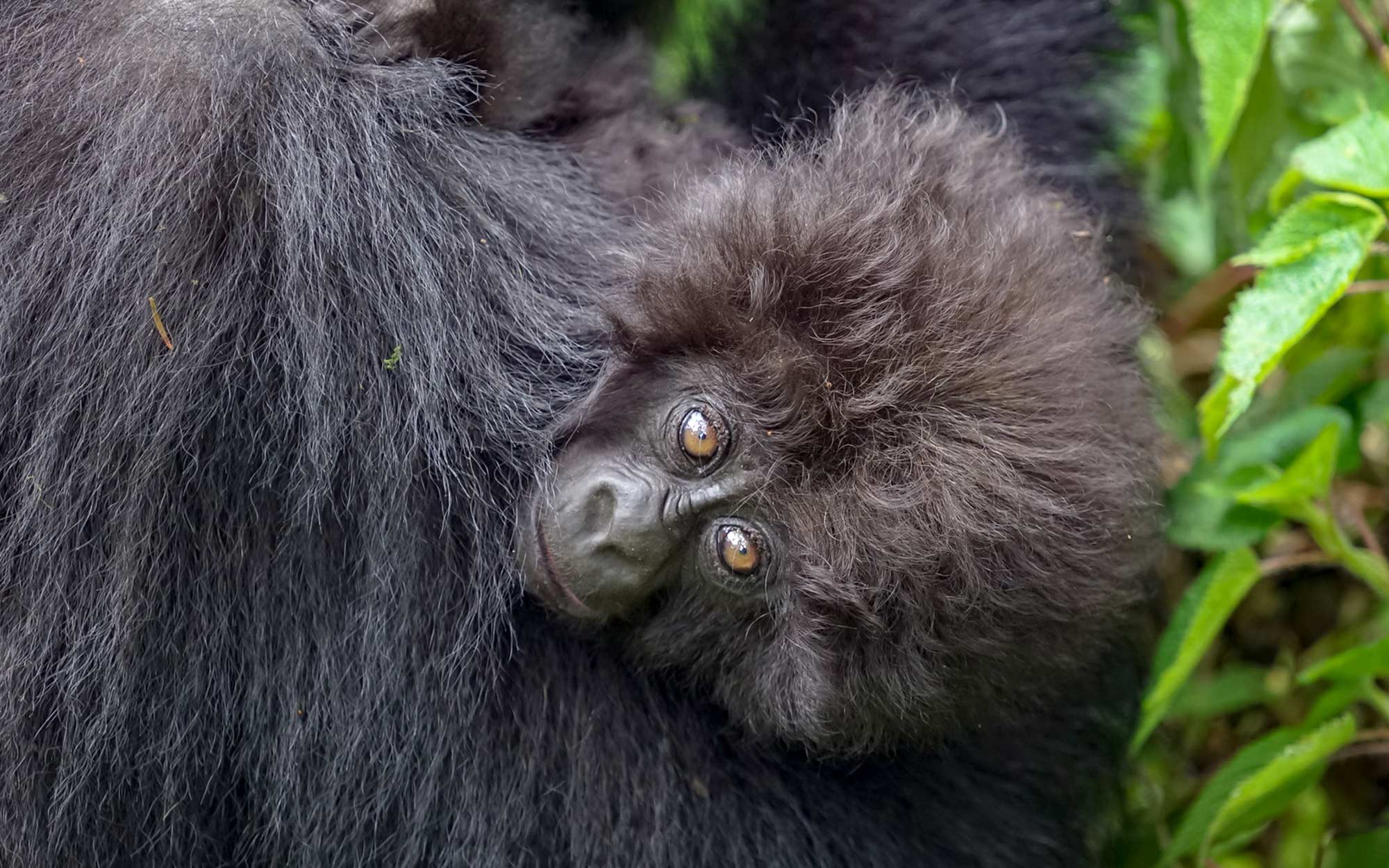 Baby mountain Gorilla as seen on a Gorilla Trekking Safari