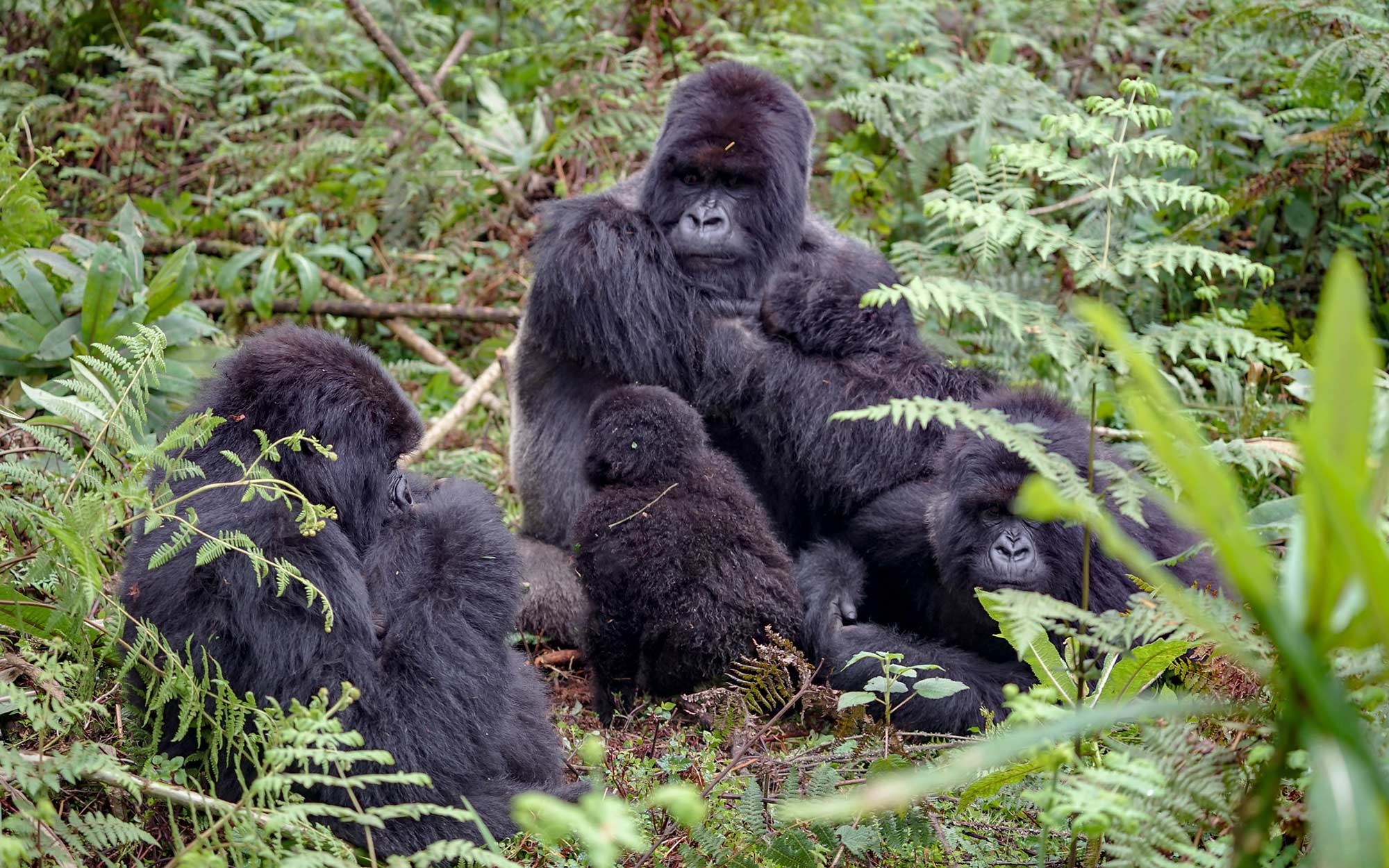 gorilla family with a mountain gorilla baby at Rwanda Volcano National Park Gorilla Trekking