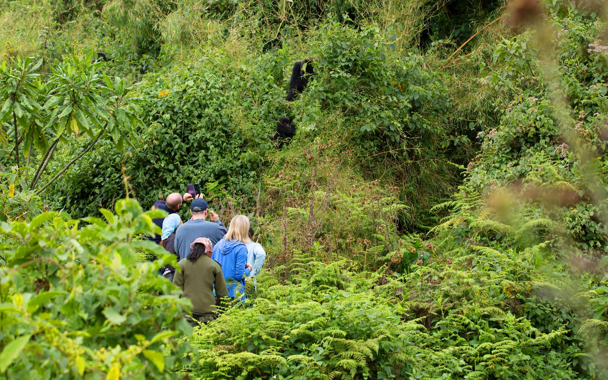 Safari-goers on a gorilla trek see a mountain gorilla at Rwanda's Volcanos National Park