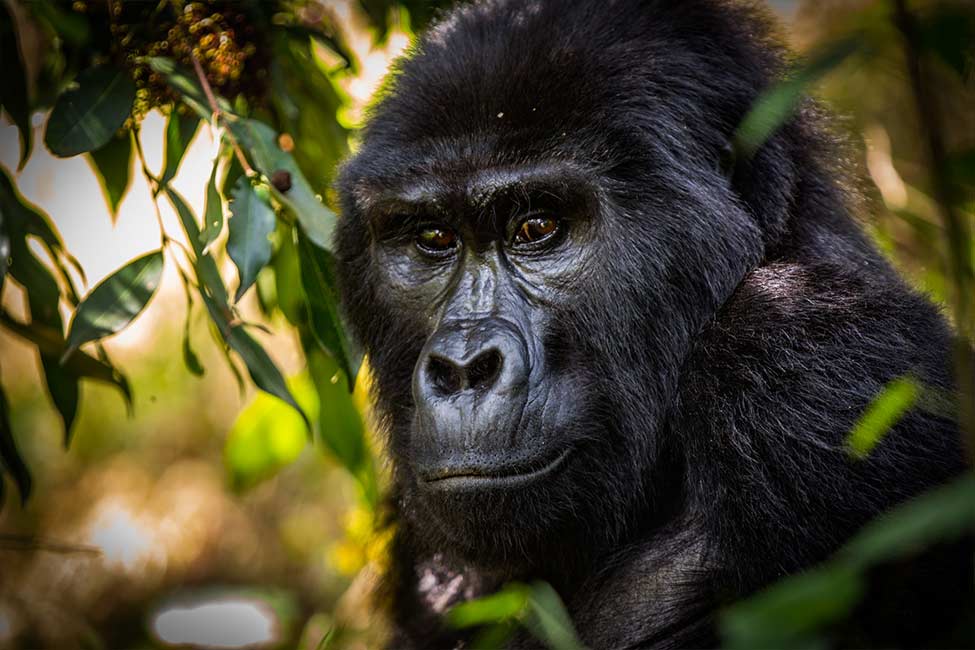 Gorilla looks at something with interest at Biwindi Impenetrable National Park