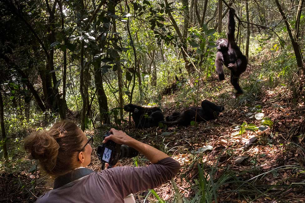 woman takes photo of gorilla on safari in Uganda