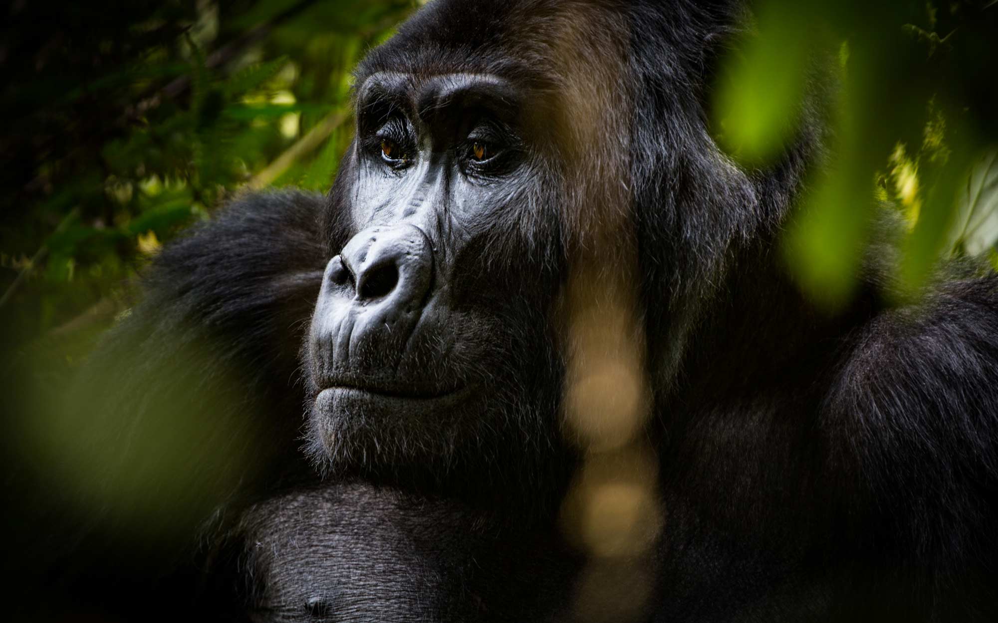 mountain gorilla looks off into the distance