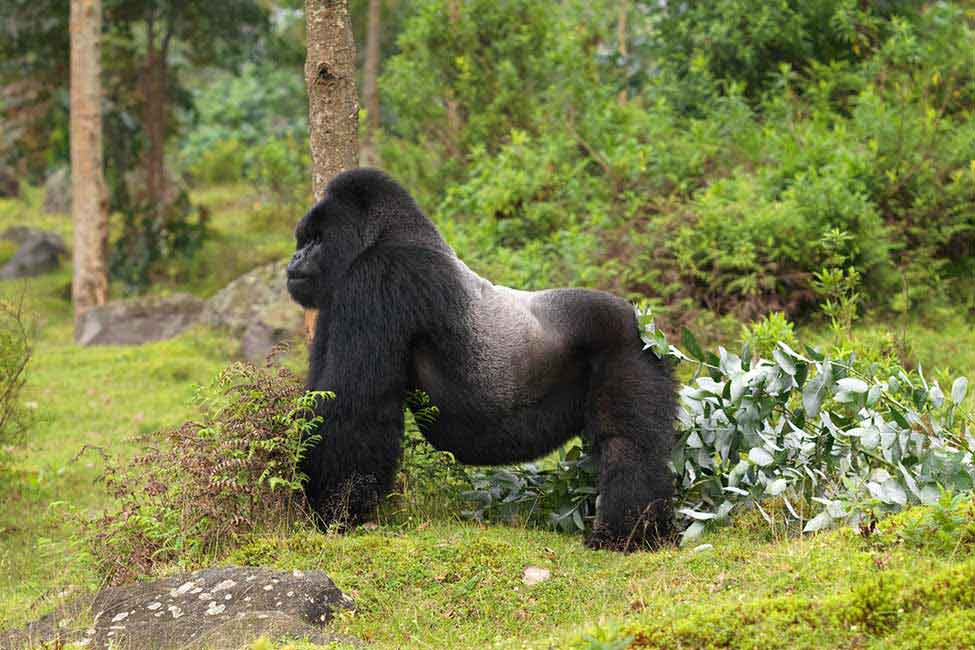 silverback mountain gorilla stands in front of bushes