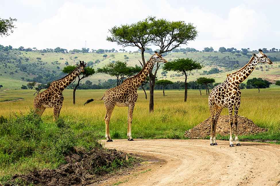 Three Giraffes stand in a row on a dirt road in Kenya
