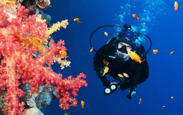 person scuba diving in seychelles among coral fish