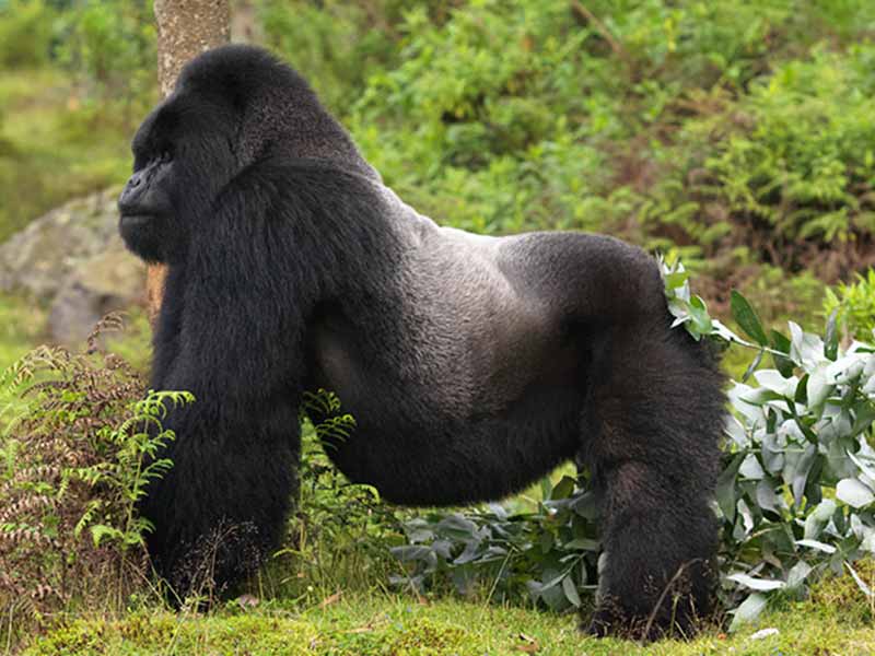 Rwanda Silverback Gorilla