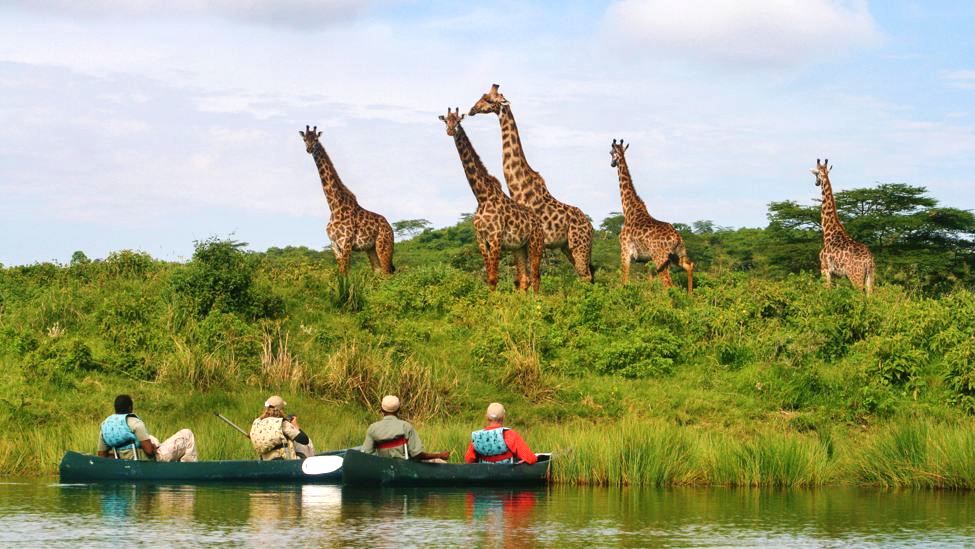People in canoes on lake shore look at giraffes staning in tall grass
