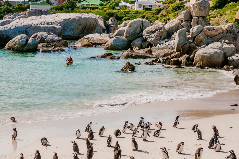 Person kayaking in shallow waters and looking at a colony of African penguins on the beach