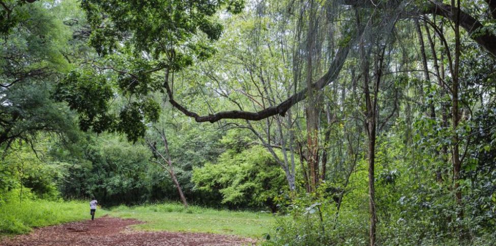 Kenya-Nairobi-Arboretum-Ninara-flickr child running playfully through lush greenery at Nairobi Arboretum