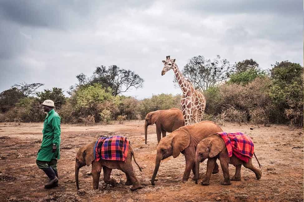 young elephants, a human caretaker, and a giraffe walk across a grassy area at Sheldrick Wildlife Trust's Orphans' Project