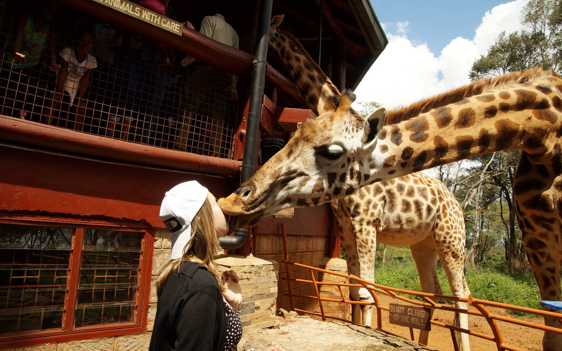 Kenya-Nairobi-Giraffe-Centre-Deborah-Flickr giraffe bends down to lick person's face while another giraffe in background peers at people over the side of a second-story balcony at Giraffe Centre in Nairobi