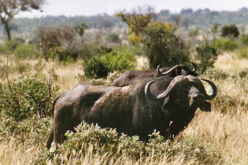 Buffalo at Tsavo East, Kenya Africa
