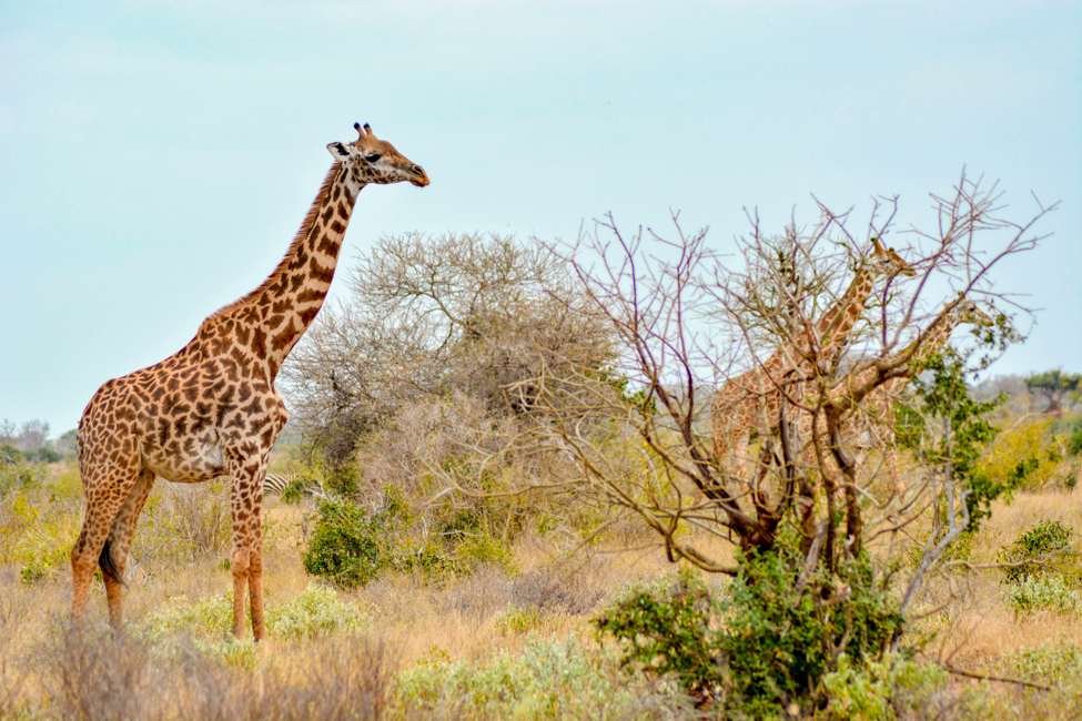 Giraffes stand taller than trees on a sunny savanna