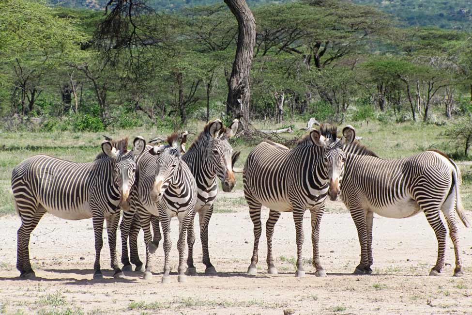 a group of Grevy's zebras at Shaba National Reserve, Kenya
