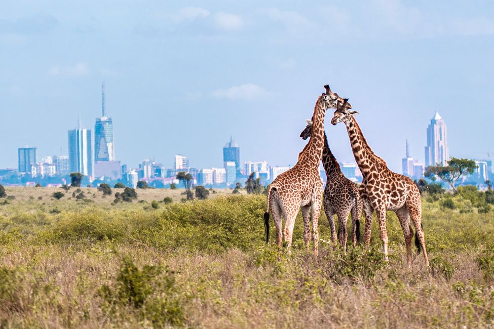 three giraffes huddle in savanna with Nairobi skyline in the background