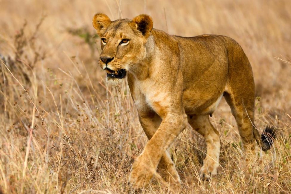 kenya-nairobi-national-park-lion-shutterstock female lion walks across dry grassy terrain in Nairobi National Park.
