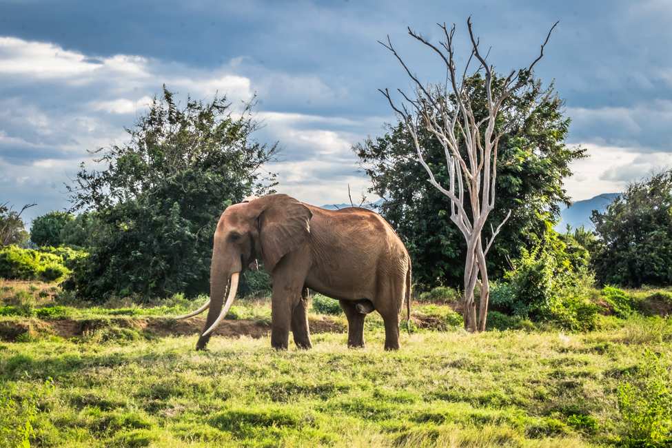 bull African elephant with large tusks stands in front of two green trees and one tree denuded of bark