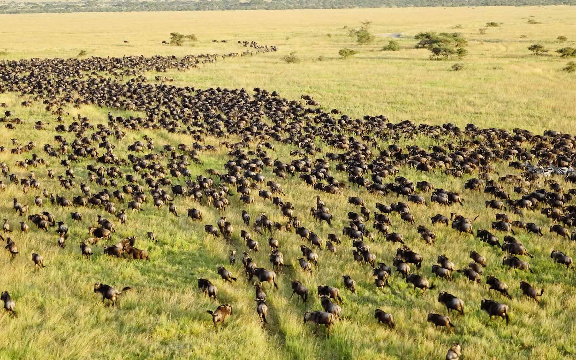 Wildebeest Migration as seen from a Hot Air Balloon Safari.