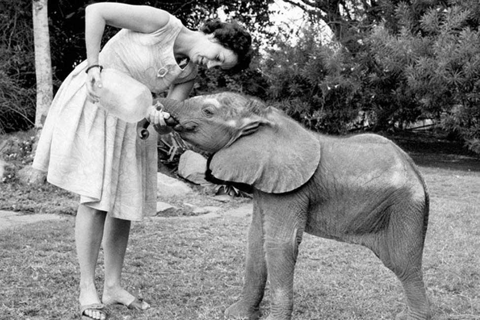 Daphne Sheldrick feeds an orphan elephant