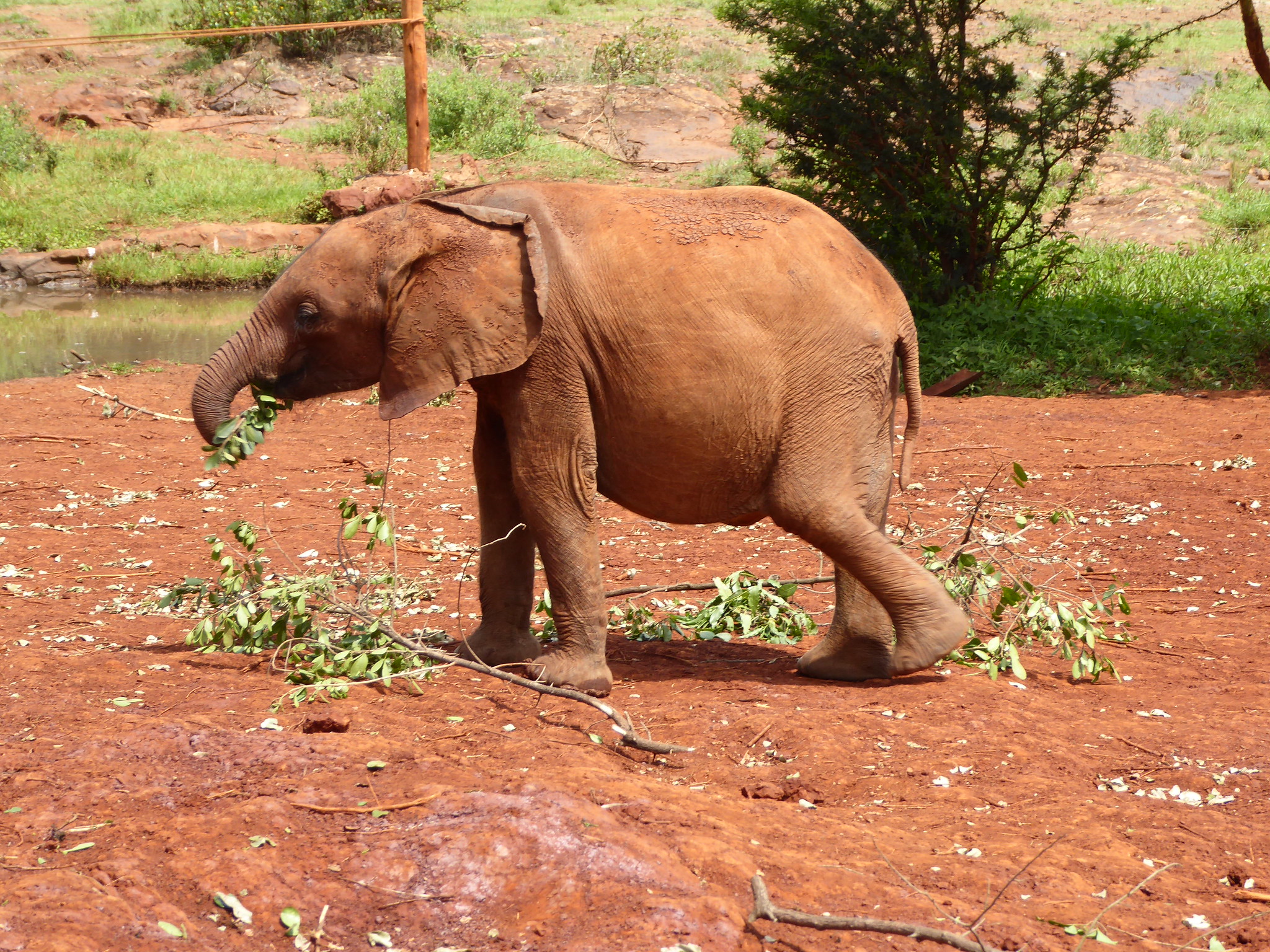 A young elephant plays with tree branches at Sheldrick Wildlife Trust's Orphans' Project