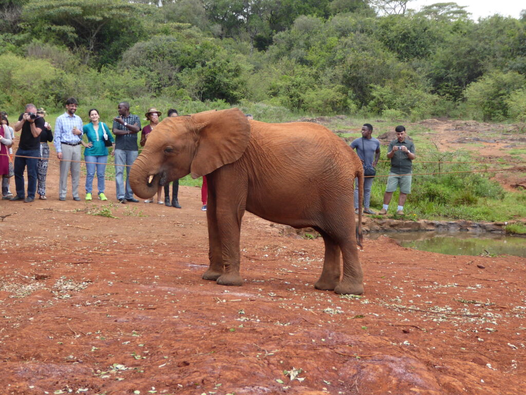 Visitors watch a young elephant at Sheldrick Wildlife Trust's Orphans' Project