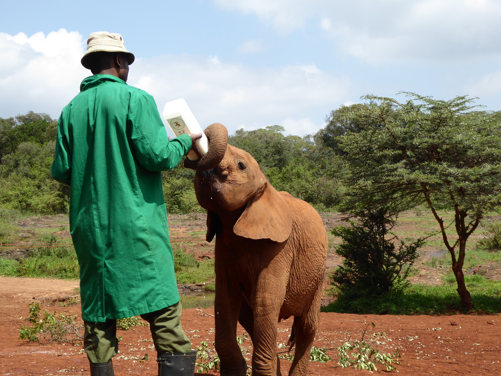 Baby elephant drinks milk replacement formula at Sheldrick Wildlife Trust's Orphans' Project