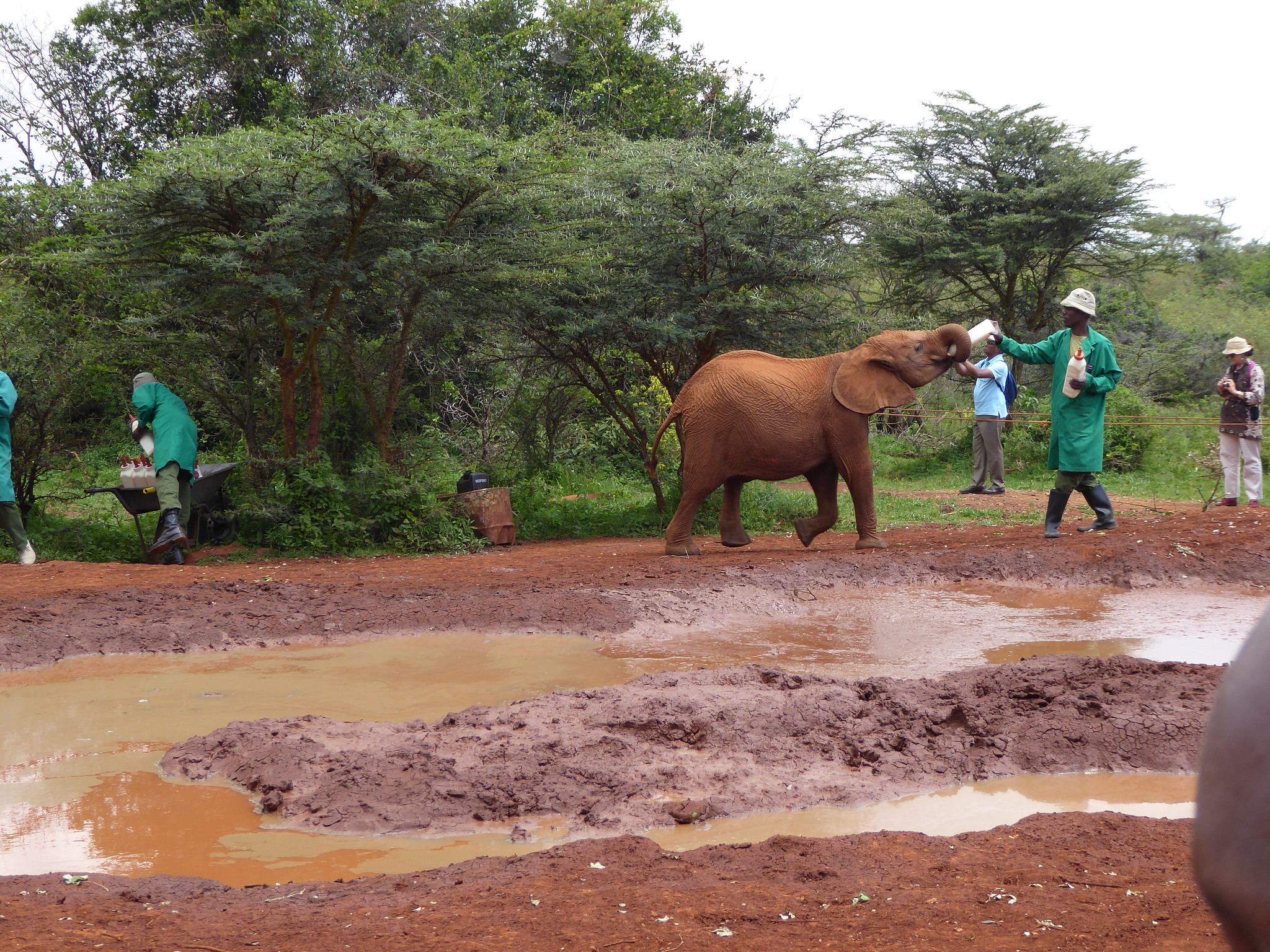Baby elephant drinks milk replacement formula at Sheldrick Wildlife Trust's Orphans' Project while visitors watch
