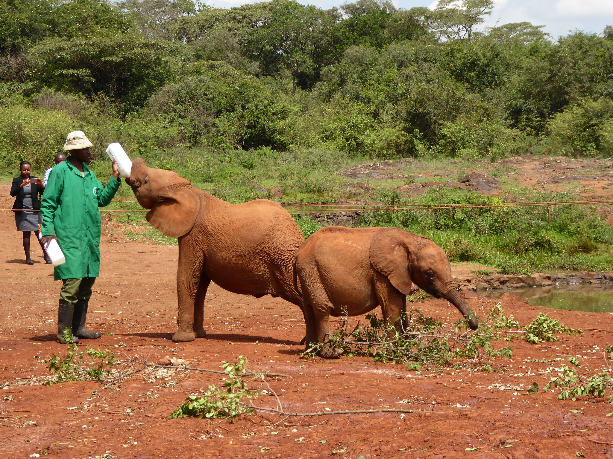 Baby elephant drinks milk replacement formula at Sheldrick Wildlife Trust's Orphans' Project while another young elephant plays with a branch in its trunk