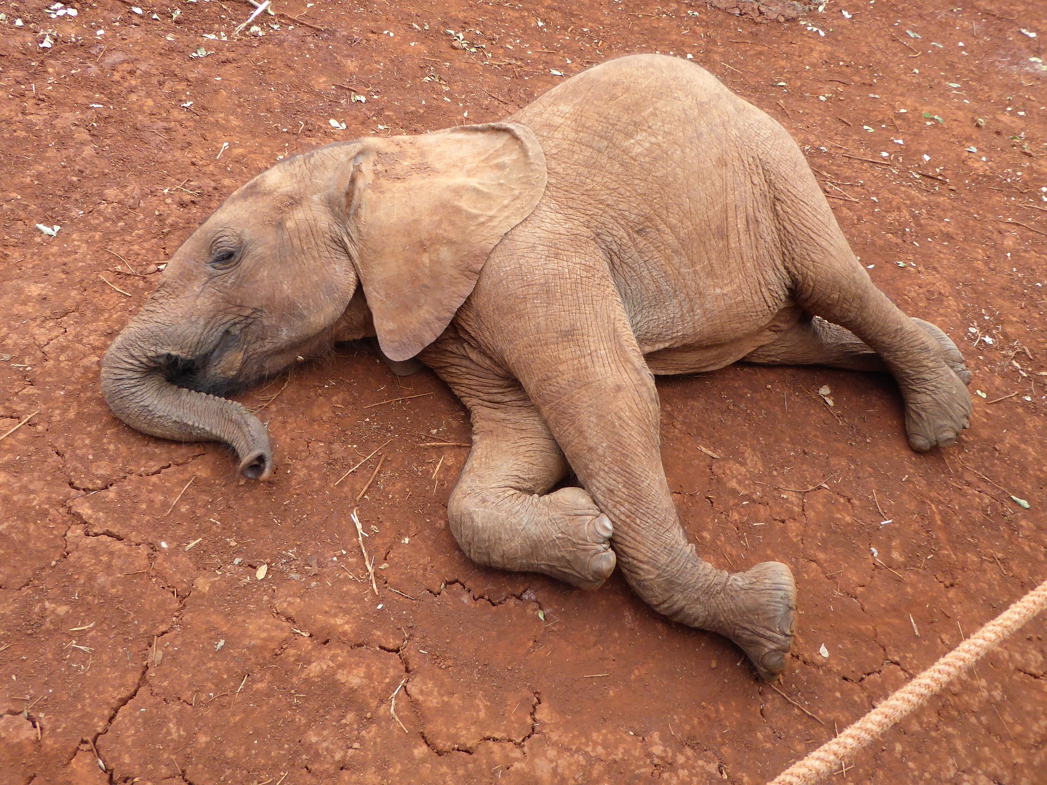 A young elephant rolls around in the dirtat Sheldrick Wildlife Trust's Orphans' Project