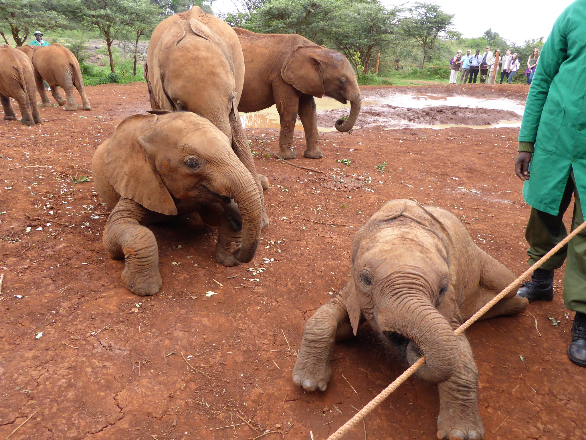 A young elephant plays with a stick at Sheldrick Wildlife Trust's Orphans' Project