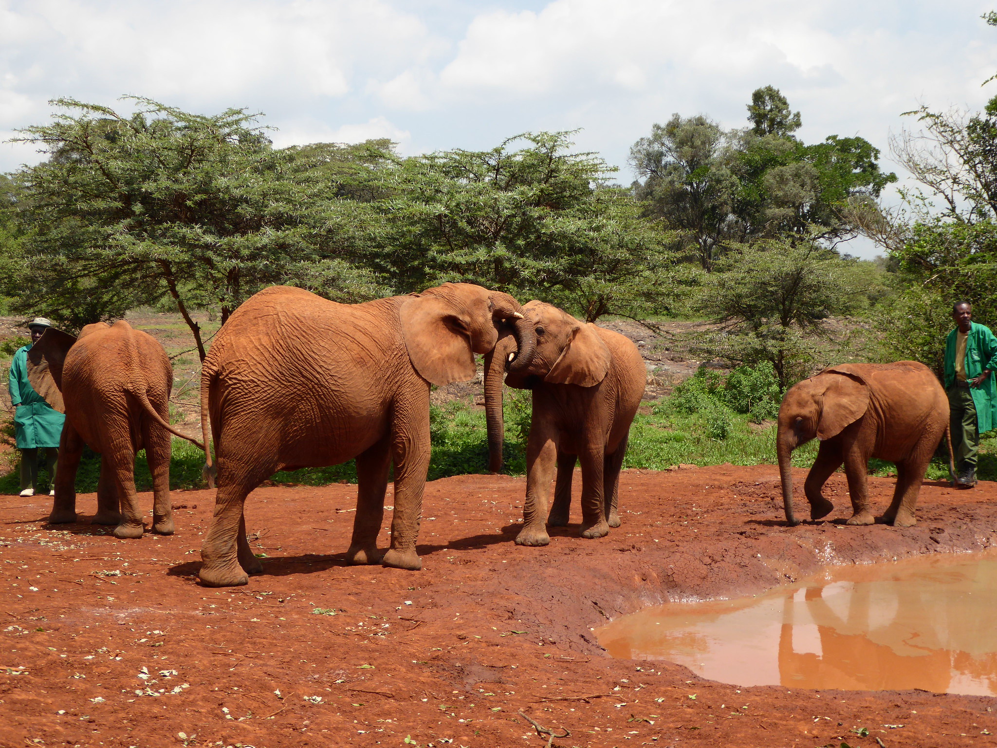 Young elephants play with each other near a mud puddle at at Sheldrick Wildlife Trust's Orphans' Project