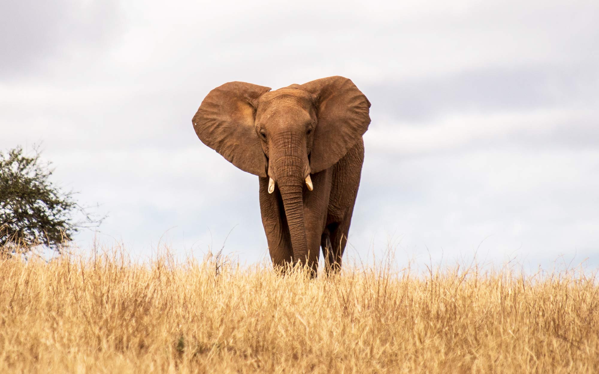 Kenya - David Sheldrick Trust - Elephant Released into the Wild