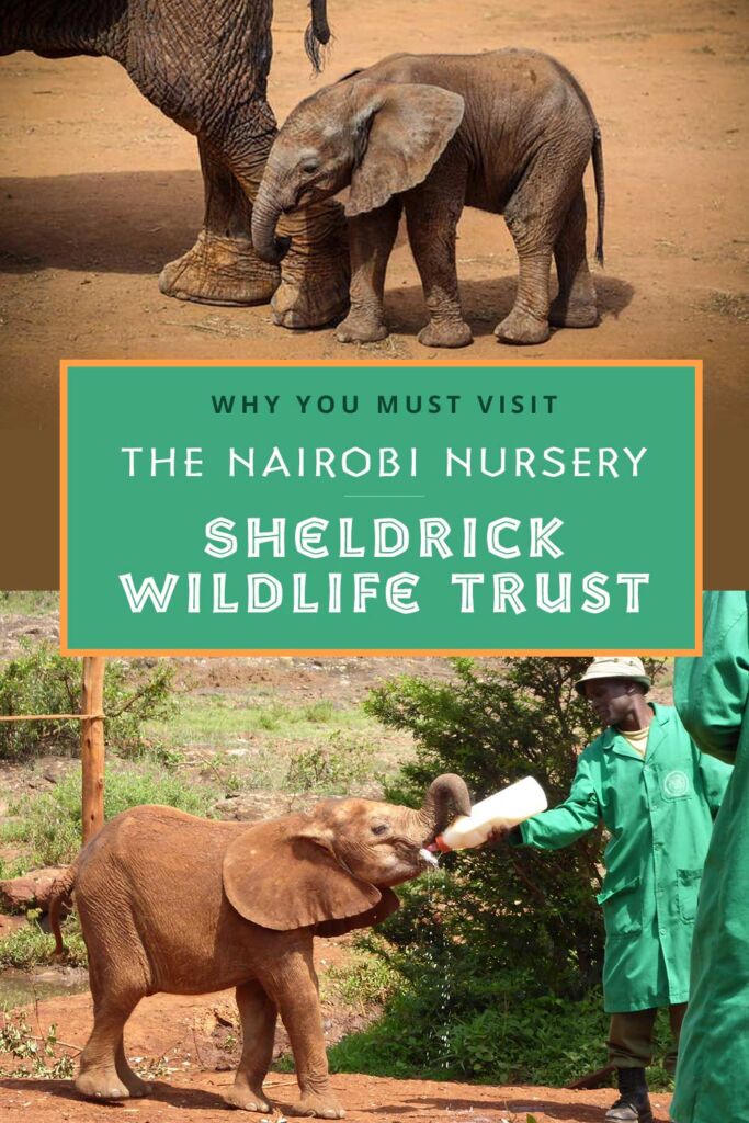 Pins-sheldrick Pin This! Sheldrick Wildlife Trust